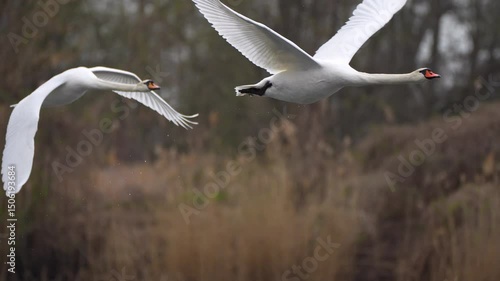 Wallpaper Mural swans in flight over the lake Torontodigital.ca
