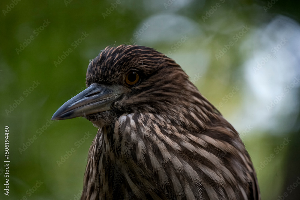 The Black-Crowned Night Heron (Nycticorax nycticorax), or Black-Capped Night Heron. The Black-Crowned Night Heron (Nycticorax nycticorax), or Black-Capped Night Heron.