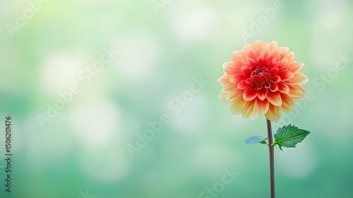 Stunning Single Dahlia Flower Bloom Soft Green Background