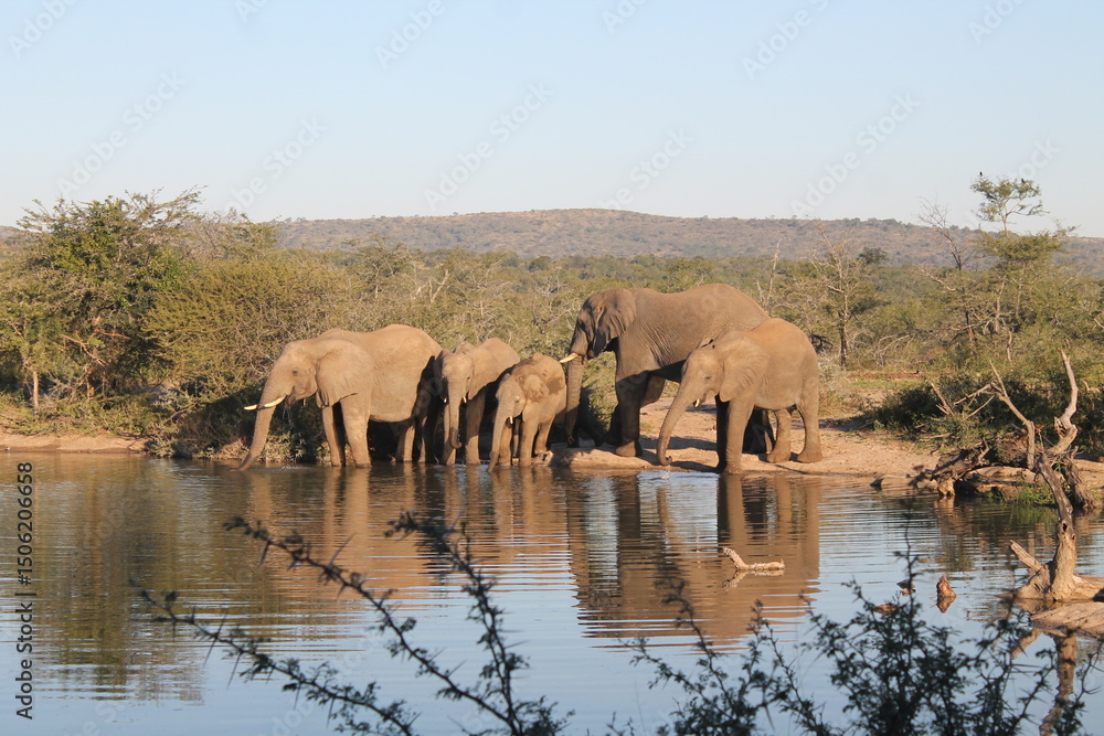 Obraz premium elephants in the water