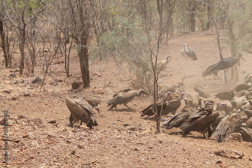 vulture on the ground