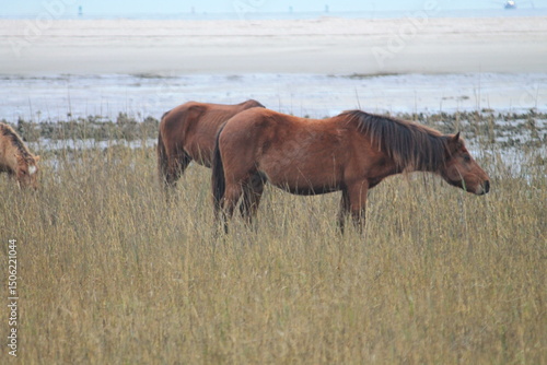 horses in the field