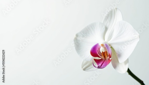 Delicate white orchid blossom against pure white backdrop, beauty, aesthetic