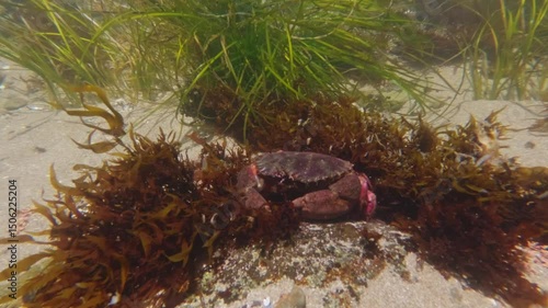 Red crab on in the pacific ocean on the north coast of california 