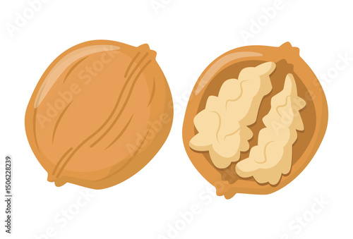 Hand drawn walnut vector illustration isolated on white background. Walnut nutshell fruit. Vector illustration isolated