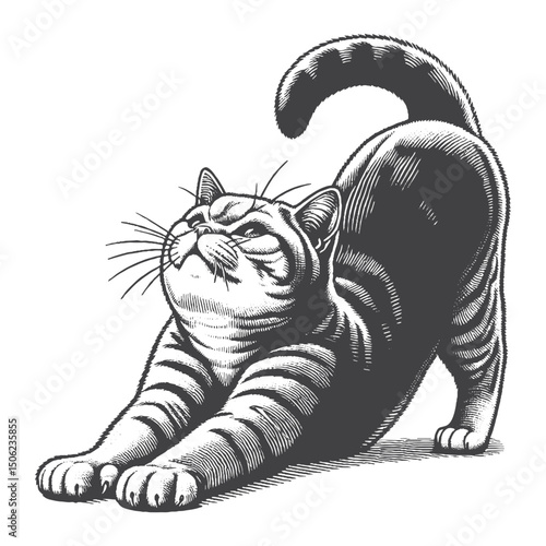 Vintage Hand-Drawn British Shorthair Stretching Illustration – Flexible Cat Engraved Style Vector for T-Shirts, Posters, Stickers, and Active Themes Apparel