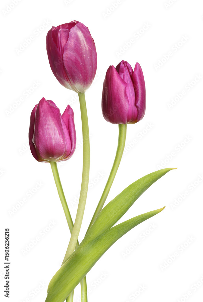 Fototapeta premium Beautiful colorful tulips isolated on white. Spring flowers