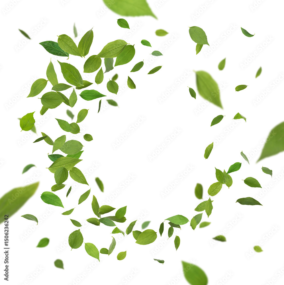 Obraz premium Fresh green leaves in air on white background