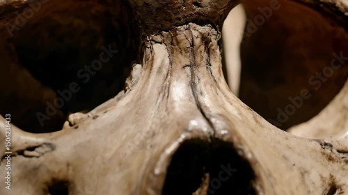 Close up of hominid fossil skull, detailing bone structure and eye socket for scientific study and paleontological research