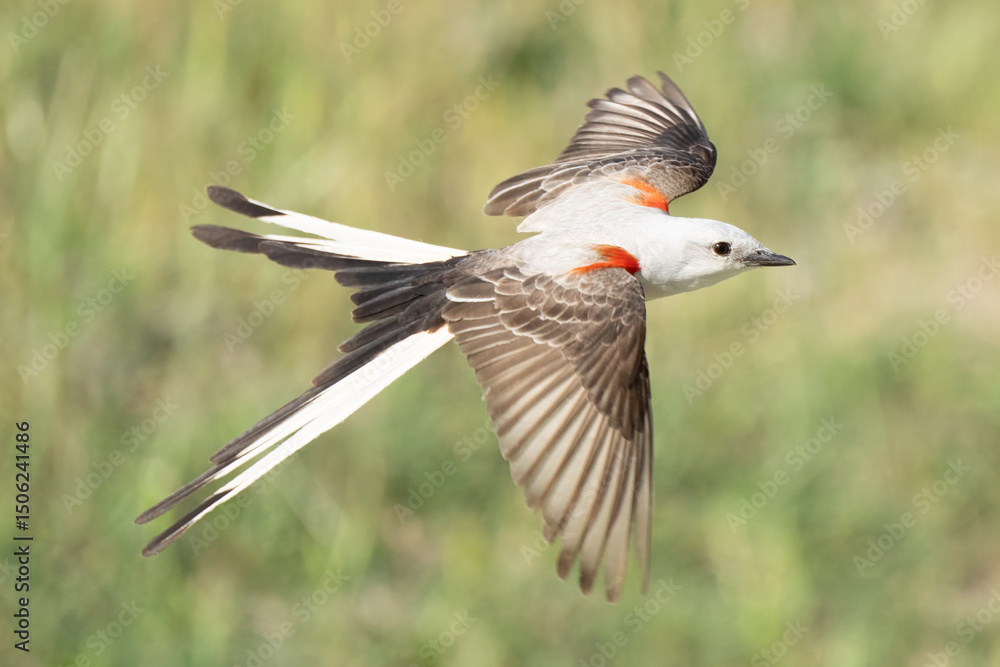 Obraz premium Flycatcher in flight
