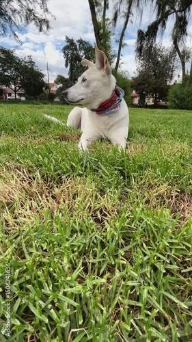 white dog on grass
