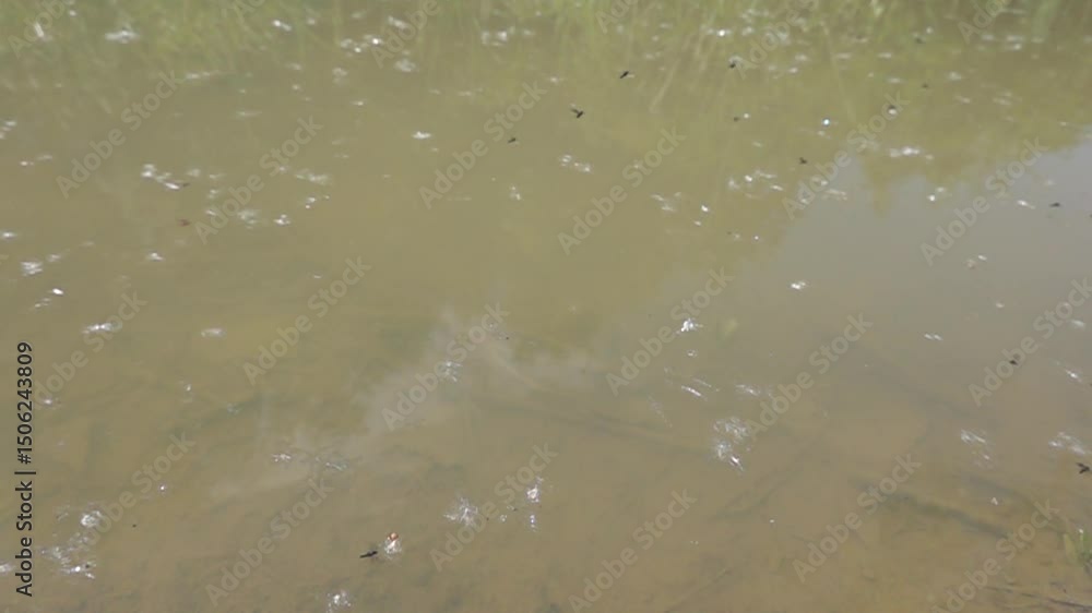 Flying small insects above the surface of a pond Flying small insects above the surface of a pond