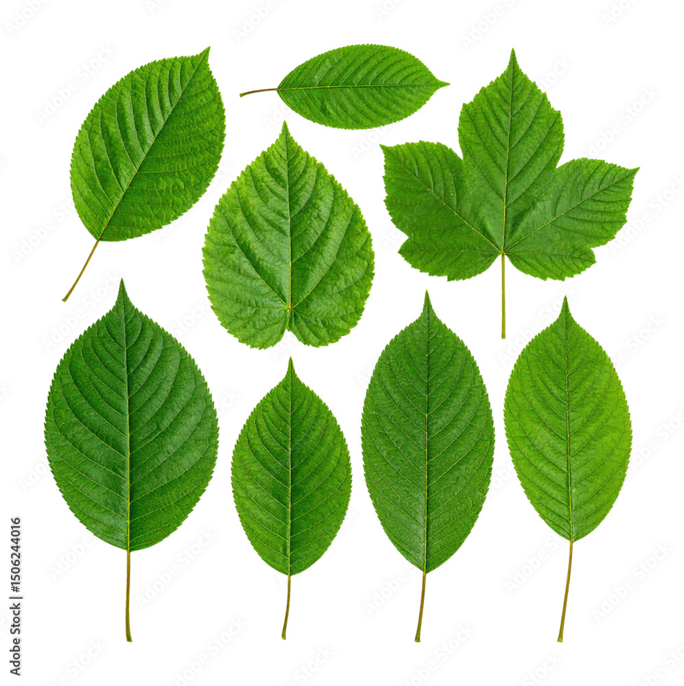 High-Resolution Isolated Green Leaves with Detailed Textures, Isolated on Transparent Background High-Resolution Isolated Green Leaves with Detailed Textures, Isolated on Transparent Background