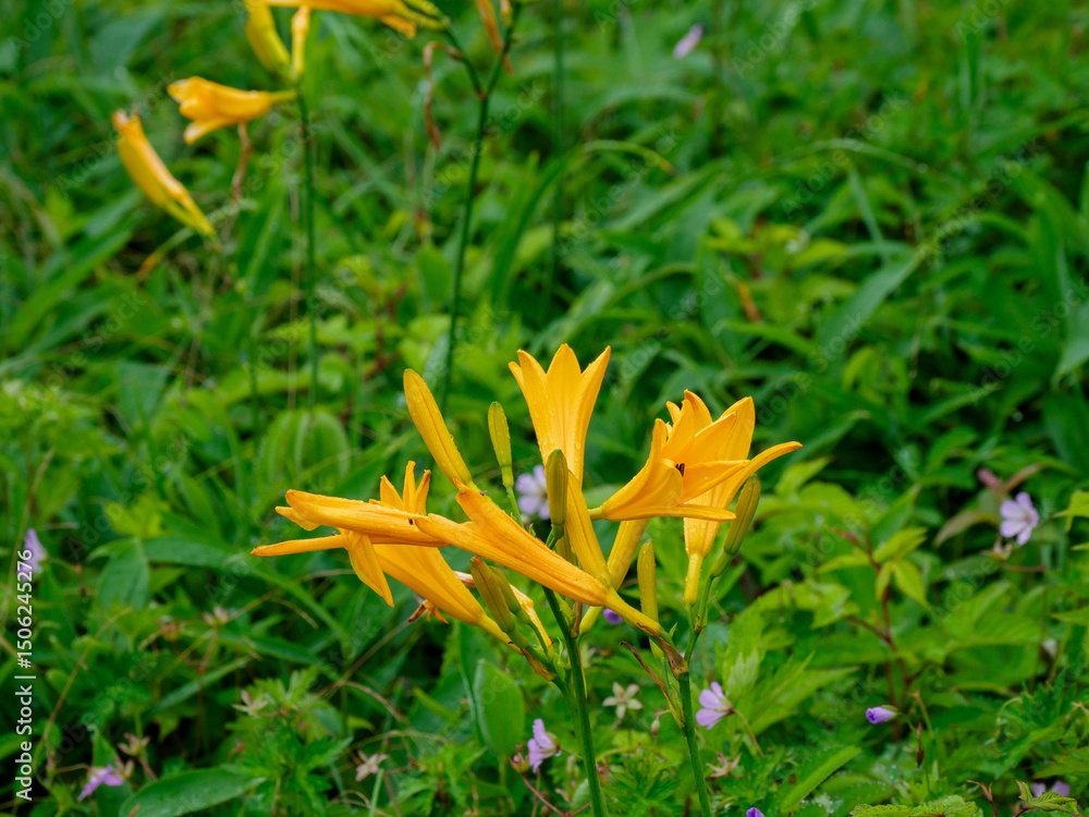 Obraz premium ニッコウキスゲ