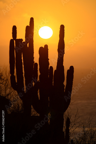 Photos cactus silhoutte at sunset with ocean view, baja california sur, mexico