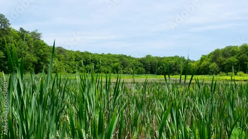 green grass and blue sky