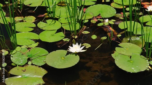 water lily in the pond