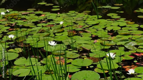 water lilies in the pond