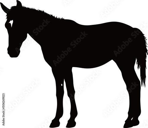 The stallion stands quietly with a black and white silhouette vector