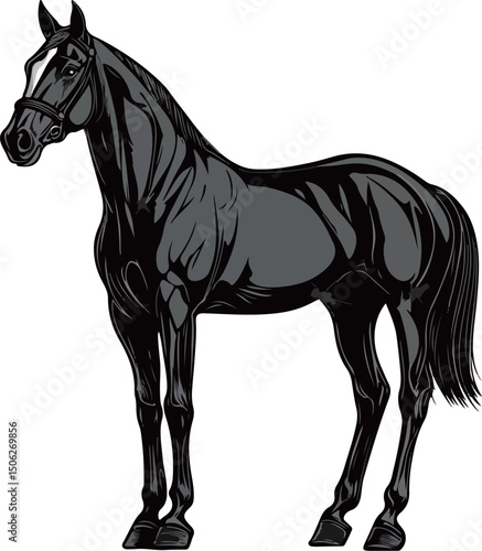 The stallion stands quietly in black and white vector