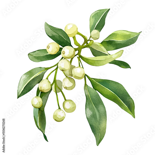 Christmas Mistletoe, watercolor drawing vector, high quality, isolated on a white background.