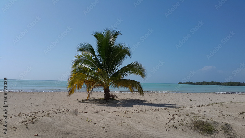 Obraz premium palm tree on the beach