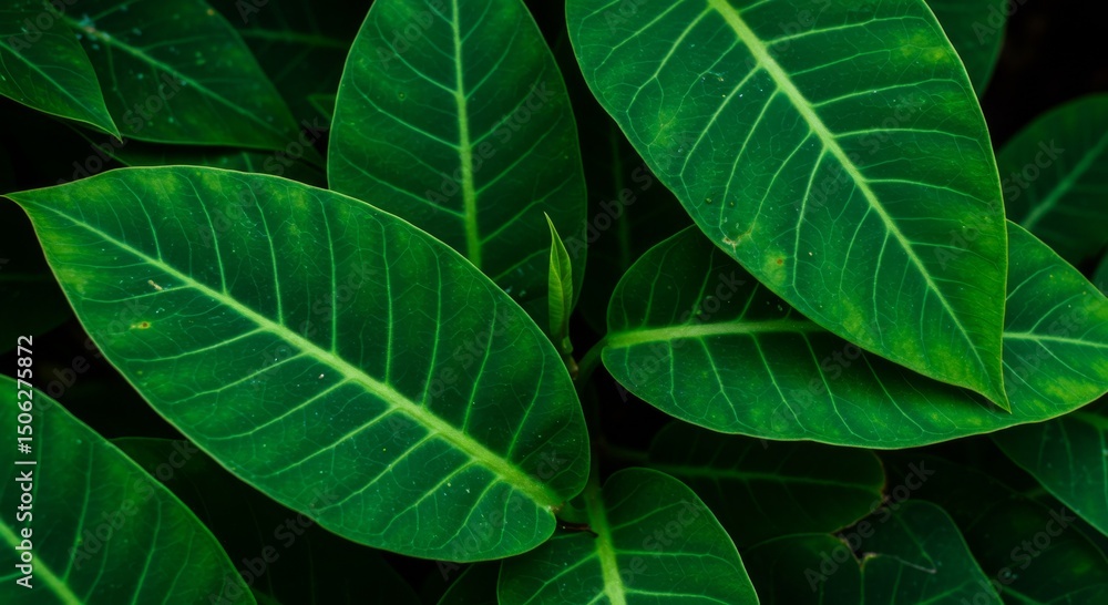 Dark Green Lush Leaves Close Up Texture Dark Green Lush Leaves Close Up Texture