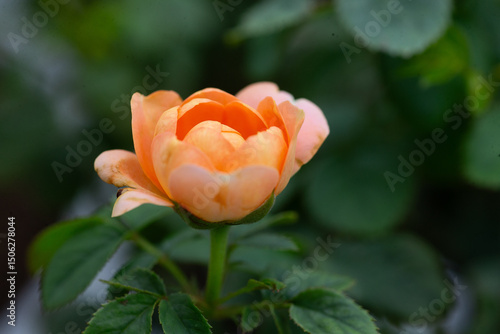 Wallpaper Mural Roses are flowers with beautiful colors and shapes that everyone loves. Torontodigital.ca