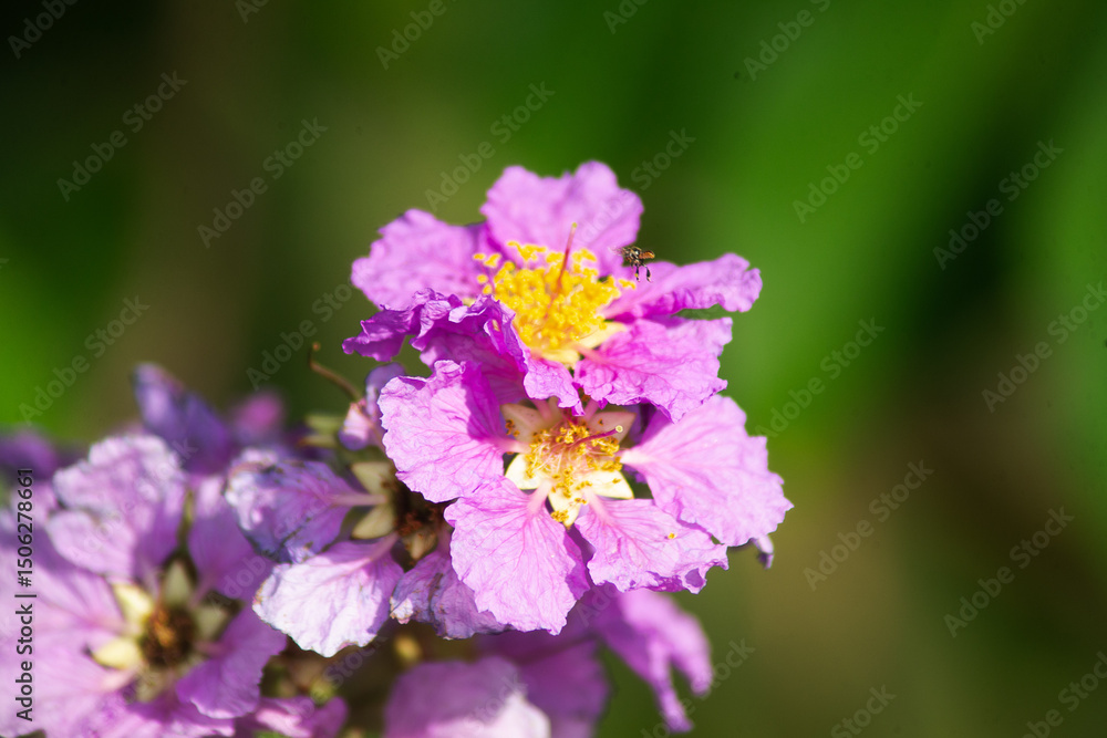 Inflorescences are borne at the end of branches, 40 cm long, with many flowers. The outside of the sepals is covered with blue hairs. The petals are purple and fall off easily. The flowers are 5-7.5 c Inflorescences are borne at the end of branches, 40 cm long, with many flowers. The outside of the sepals is covered with blue hairs. The petals are purple and fall off easily. The flowers are 5-7.5 c