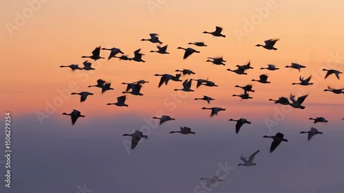 Slow motion  flock of geese flying in a colorful foggy sunrise