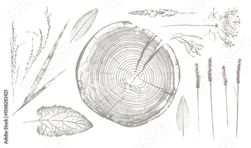 Trendy floral branch tree rings and grass for logo or decorations. Hand drawn line elegant leaves for invitation card. Botanical rustic trendy vector art.