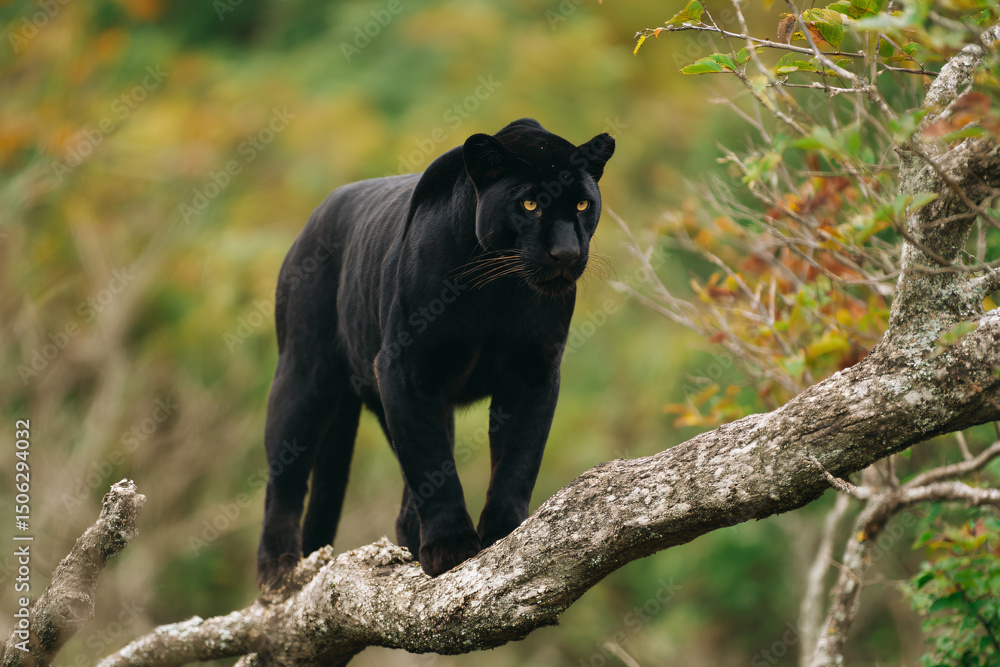 Obraz premium a black leopard walking on a tree branch