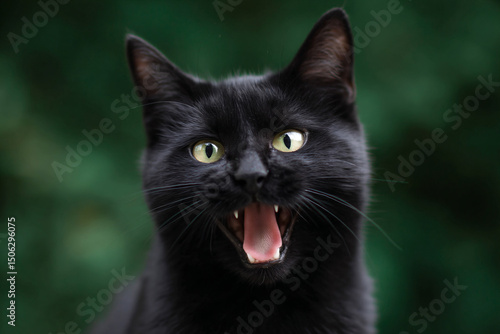 a black cat with its mouth open and its mouth wide open