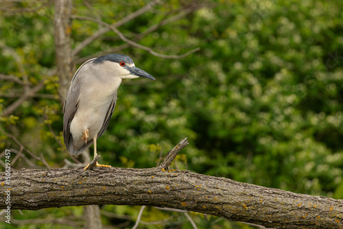 Black-crowned Nigh Heron Perching