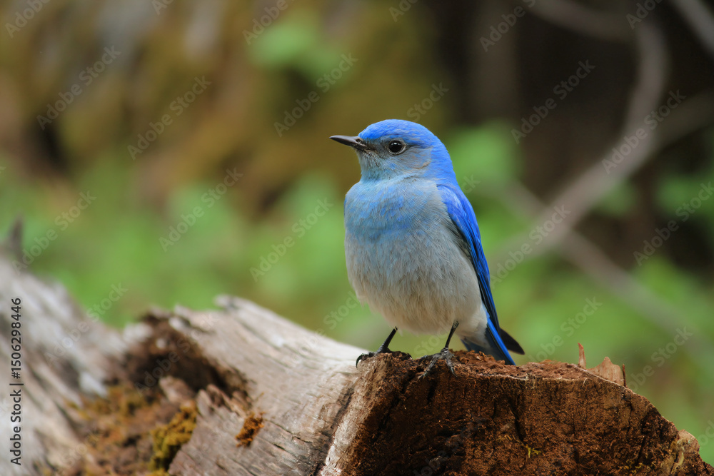 Obraz premium a blue bird sitting on a tree stump