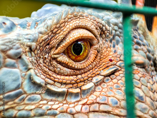 close up of a head of an iguana