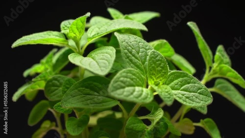 Wallpaper Mural Fresh Oregano Plant Growing In Dark Backdrop Display Studio Shot Torontodigital.ca