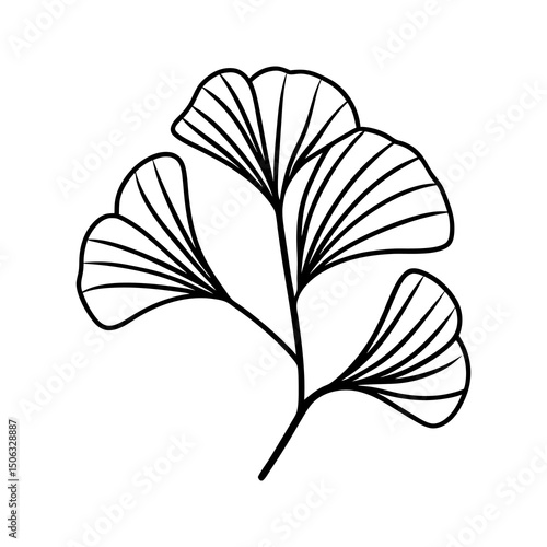 Ginkgo Biloba Branch