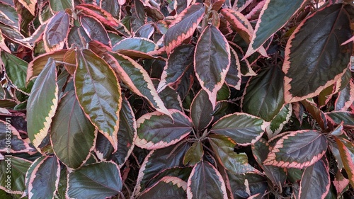 Colorful leaves
