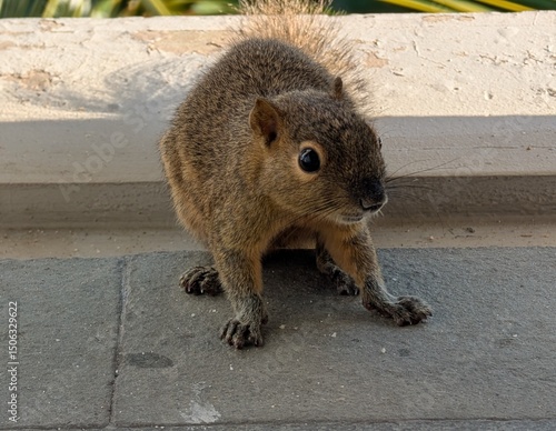 Small squirrel