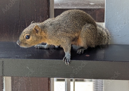Small squirrel