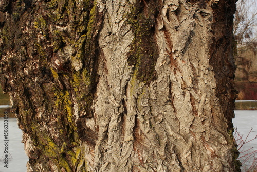 tree bark texture