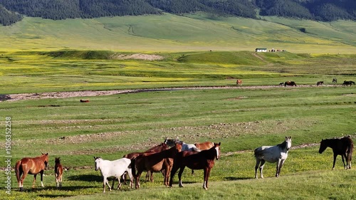 Wallpaper Mural Horses grazing on the picturesque high-mountain plateau of Asy in the Almaty region of southeastern Kazakhstan on a spring day Torontodigital.ca