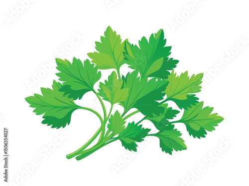 Fresh green parsley sprig isolated on white background

