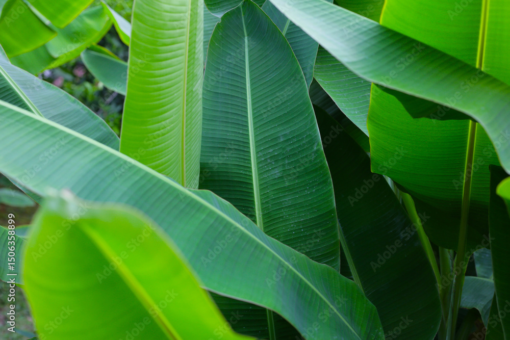 Obraz premium Green leaves of banana tree