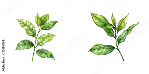 green tea leaves watercolor vector illustration