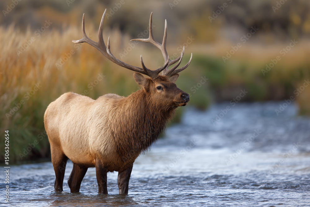 Obraz premium a large elk standing in a river with a lot of water