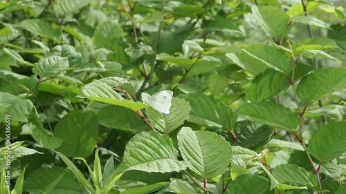 Wallpaper Mural 葉に止まるモンシロチョウ Torontodigital.ca