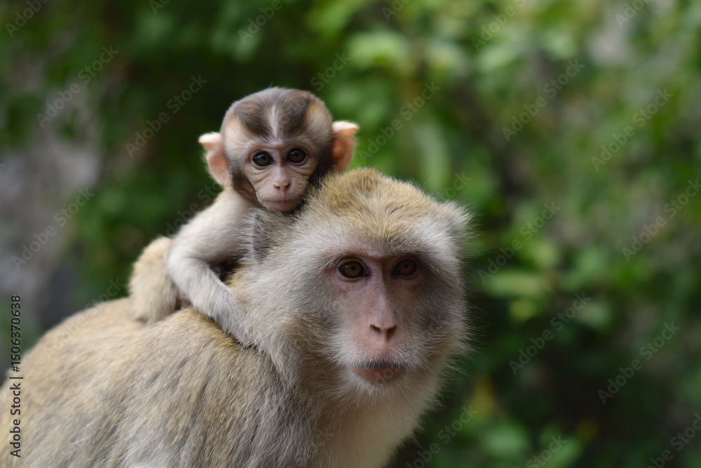 Naklejka premium a monkey sitting on top of a baby monkey