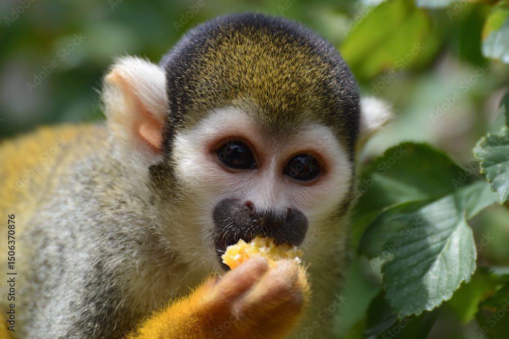 Fototapeta premium a small monkey eating a piece of food